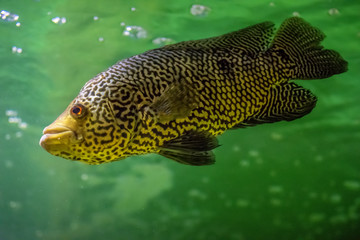 fish swimming in water, Parachromis managuensis, cichlazoma