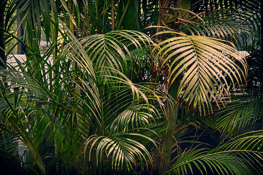 palm plants thickets with large green leaves, rainforest © Vitalii