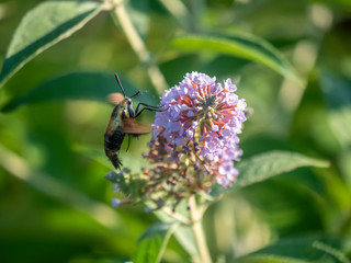 hummingbird hawk-moth,Macroglossum stellatarum ,