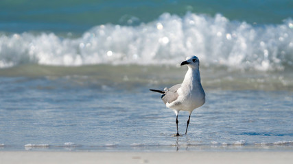 beautiful seagull on the cuban varadero beach looking to the camera with the sea in the backgrund, cuba