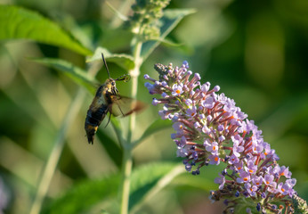 hummingbird hawk-moth,Macroglossum stellatarum ,