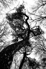  tree crown against the sky