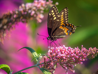 Black swallowtail butterfly in summer