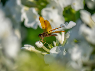 Dragonfly in garden