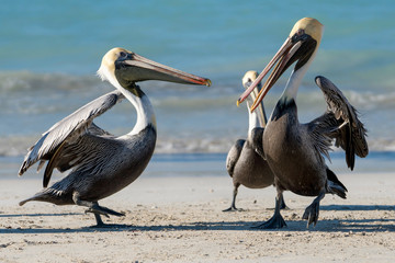 three beautiful playing pelicans on the cuban varadero beach with the sea in the backgrund, cuba