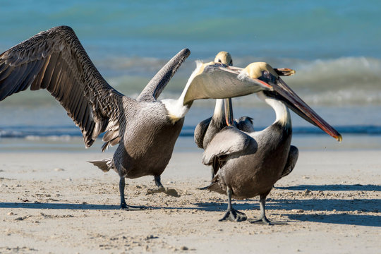 three beautiful playing pelicans on the cuban varadero beach with the sea in the backgrund trying to bite and eat each other, cuba