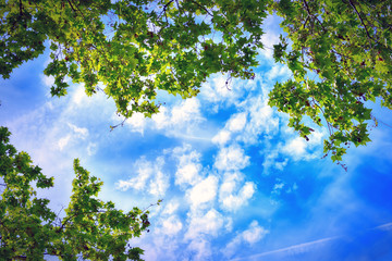 green trees and clouds in the sky, view from the bottom up