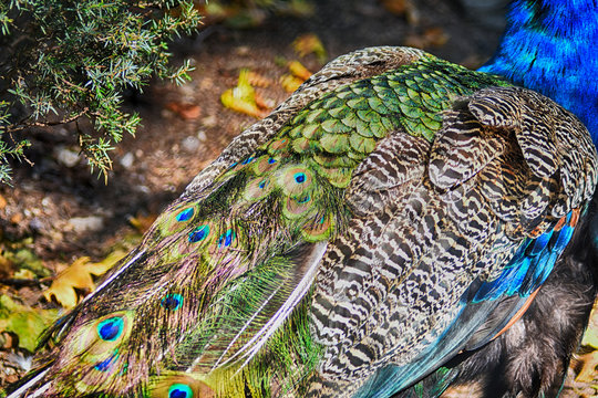 peacock with colored plumage rear view fragment