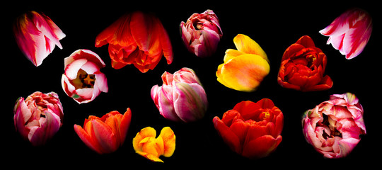 Bright multicolored floral flowers fly isolated on black background. Beautiful blooming tulips, live walls, banner
