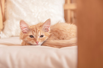 Cute striped kitten lying on the pillow. Little peach-colored kitten fell asleep
