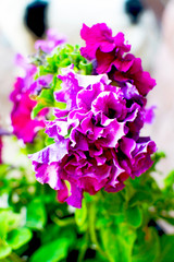 Fototapeta premium Flower petunia purple flower close-up. Violet flower. Colored purple Petunia hybrid.