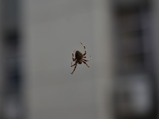 spider on a web