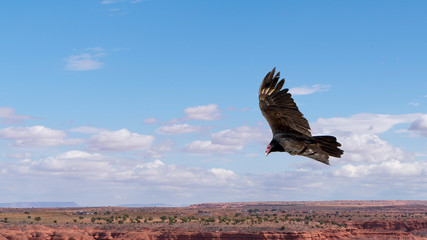 circling vulture in the  monument valley