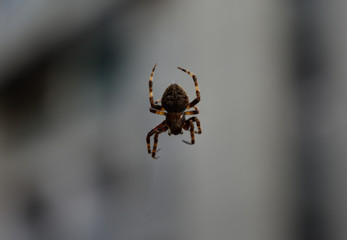 spider on web