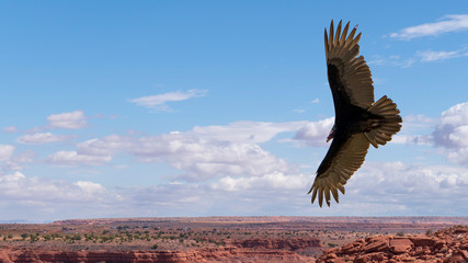 circling vulture in the  monument valley