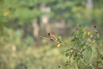munia bird perching on a branch