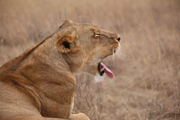Lion in Nairobi national park kenya