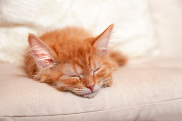 Cute Ginger red kitty sleeping