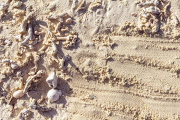 Maldives sand background with shells corals.