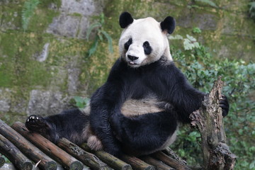 Obraz premium Funny Pose of Giant Panda , Chongqing, China