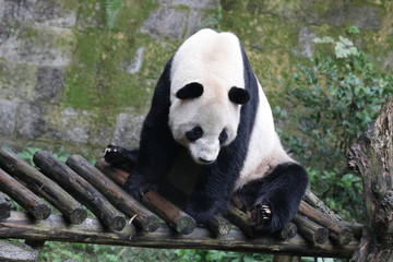 Fototapeta premium Funny Pose of Giant Panda , Chongqing, China