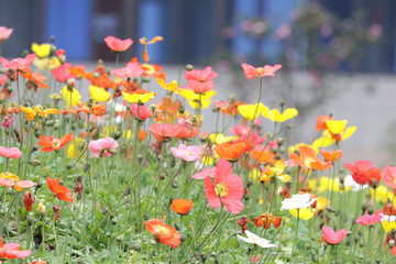 Colorful Poppy Flowers Meadow in the Park