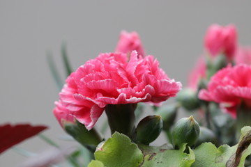 Close up Pink Carnation Flower 