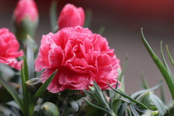 Close up Pink Carnation Flower 