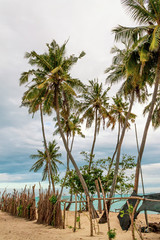 Fototapeta premium Palm trees on the beach in the Maldives. Dark, cloudy and threatening sky.