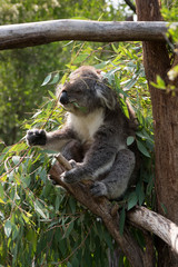 Koala is a native animal in Australia, this lives in Phillip Island in Victoria