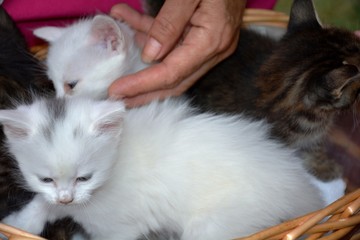little kittens in a basket