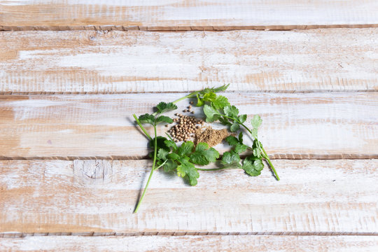 Corander seeds, green plant branches on wooden background