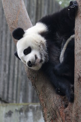 Obraz premium Panda on the Tree, Chengdu, china