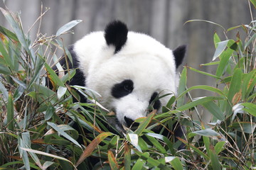 Happy Panda Cub is Eating Bamboo Leaves, china