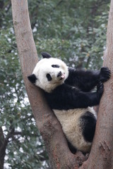 Obraz premium Playful Panda Cub on the Tree, China