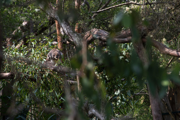 Koala is a native animal in Australia, this lives in Phillip Island in Victoria