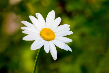 White daisy on a green blurred background_