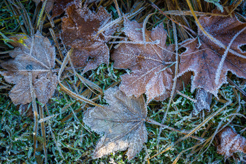 Blätter am Boden mit Raureif bei Frost im Winter