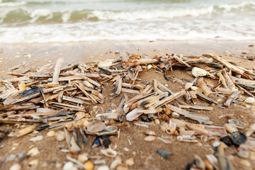 Shells washed up at the beach