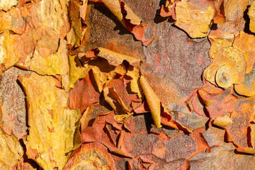 Close up detail of peeling bark of an Acer Griseum or paperback maple tree trunk
