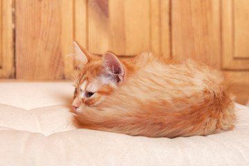 Fototapeta na wymiar Red striped Kitten curled up on light colored pillow with wooden background