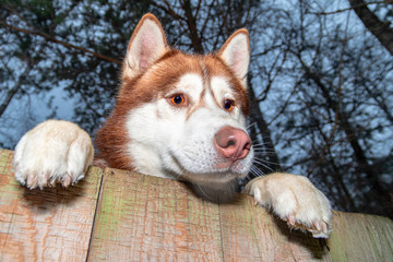 Curious husky dog climbed the fence and looks out into the street. Funny Siberian husky looks over the fence and wants to run away for a walk © Konstantin