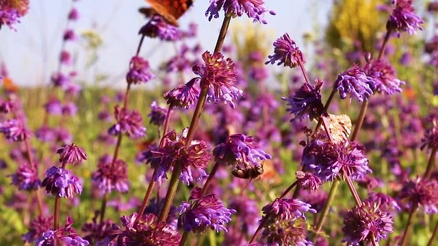 Black and orange butterfly flying away from pink flower after feeding. Summer Composition