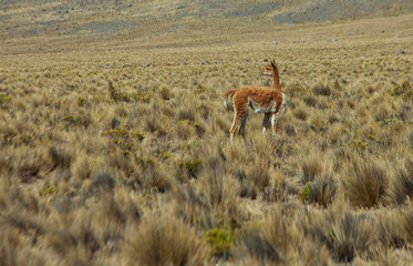 Naklejka premium Vicuna in Peru