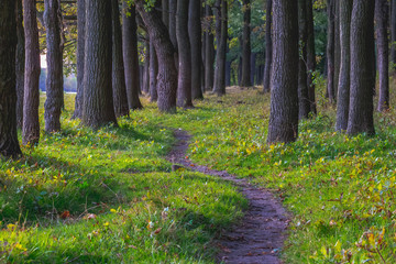 Obraz premium Trail among trees in dense forest in summer_