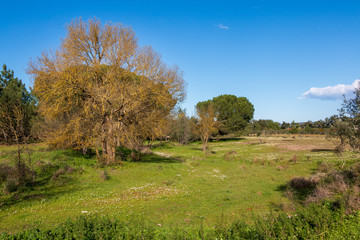 Landscape with naked big tree, in Ribatejo, Portugal