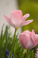 open pink pastel  tulip blossoms with raindrops on petals on rainy cloudy morning in early spring