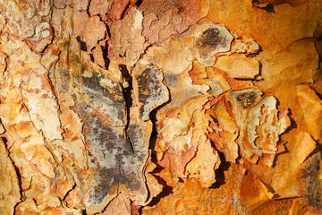 Close up detail of peeling bark of an Acer Griseum or paperback maple tree trunk