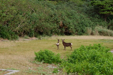 慶良間鹿