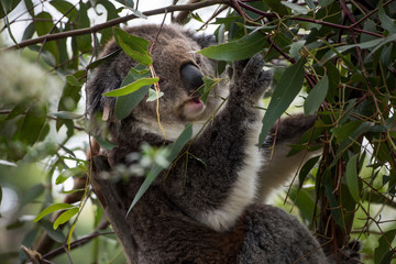 Koala is a native animal in Australia, this lives in Phillip Island in Victoria
